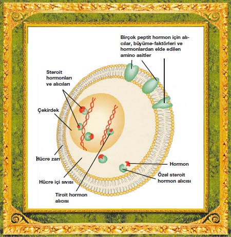 steroid hormonu