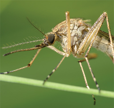 sivrisinek mucizesi