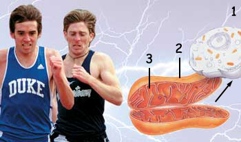spor, mitokondri