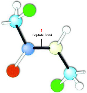 chain of amino acids