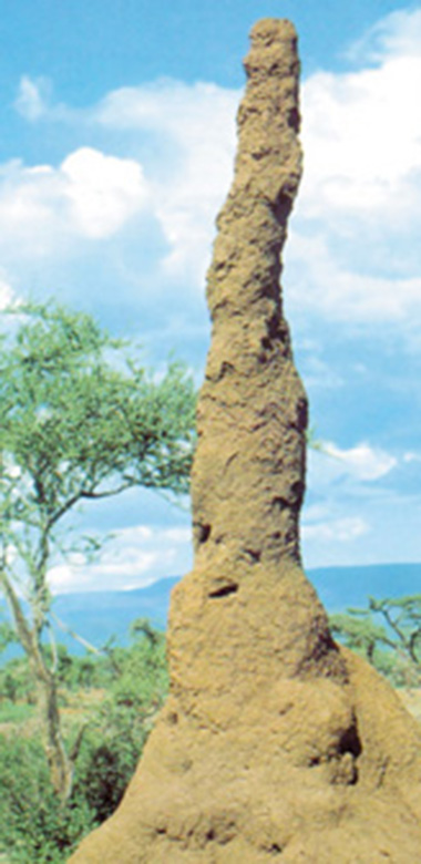 termit_yapı