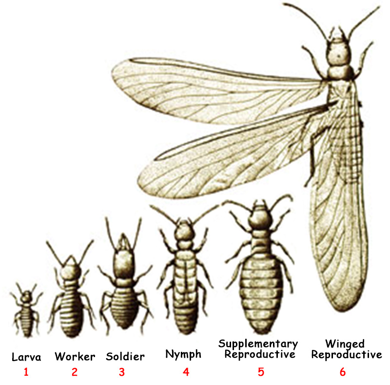 termit sınıfları various stages and classes of termites