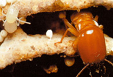 termitler yuva tamiri