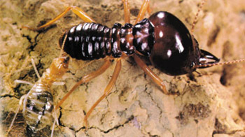 termites head