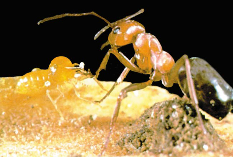 asker termitler