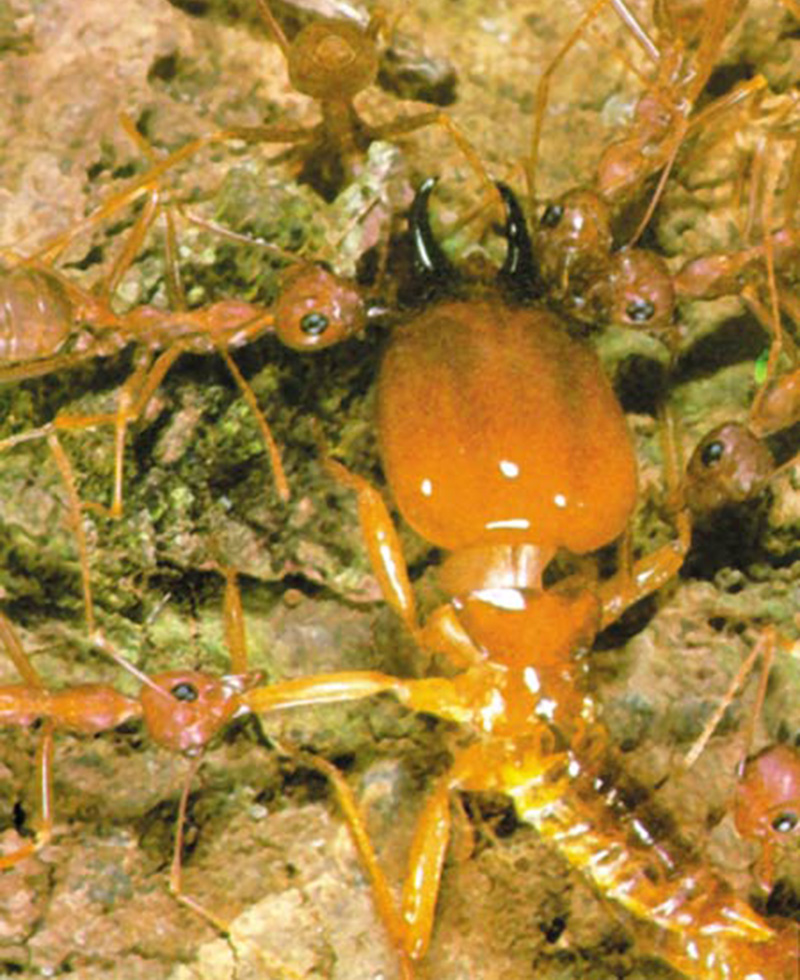 intihar mangası termitler