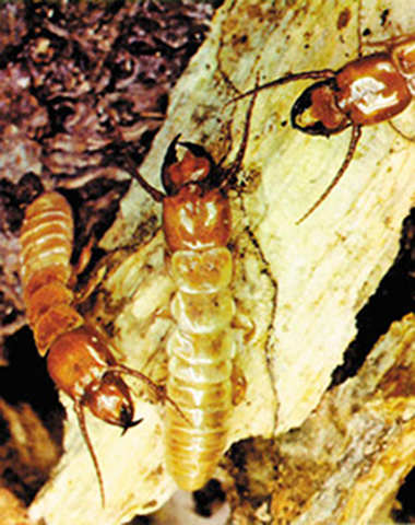 termitler ağaç üzerinde besleniyorlar