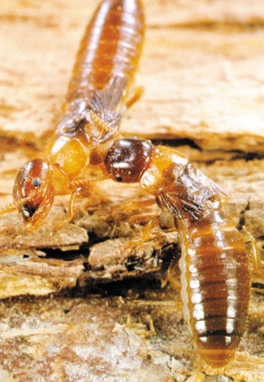 termitlerin yiyecekleri