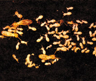 termit larvaları