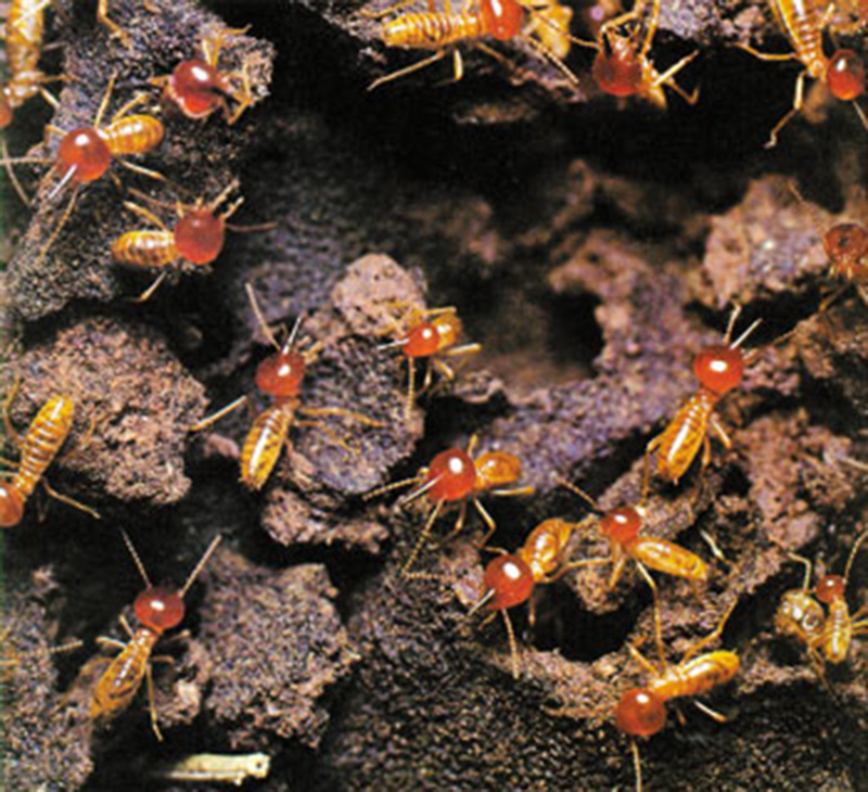 termitlerin organizasyonu
