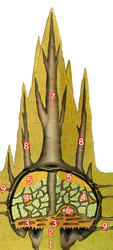 termit yuvasının odaları