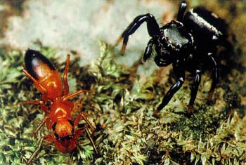 araignées sauteuses, fourmis