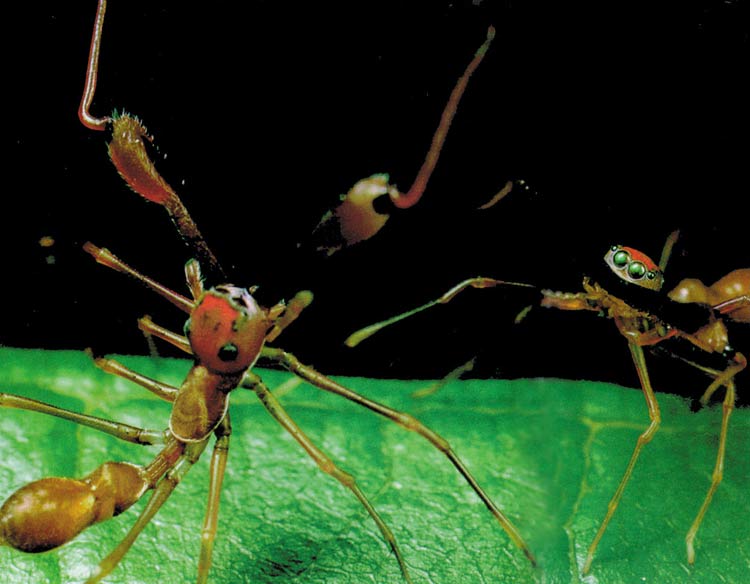 Mymarachne plataleoides, araignées