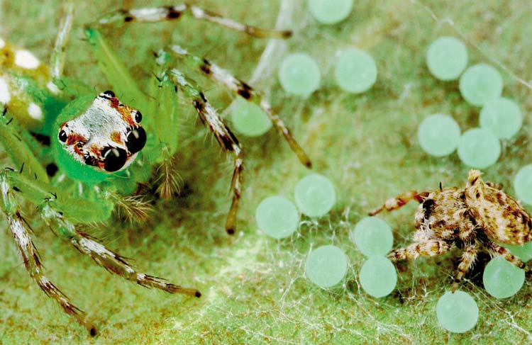 araignées sauteuses