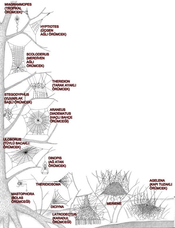 örümcek ağını nasıl örer