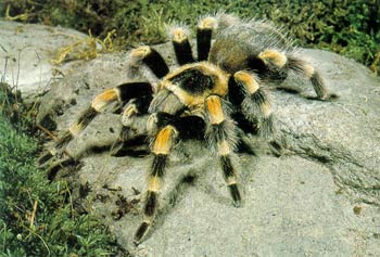 tarantula örümceği