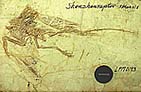 Shenzhouraptor Sinensis