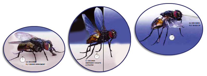 fly