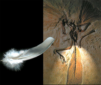 archeopteryx