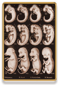 embriyo