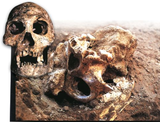 Dmanisi fossil skulls
