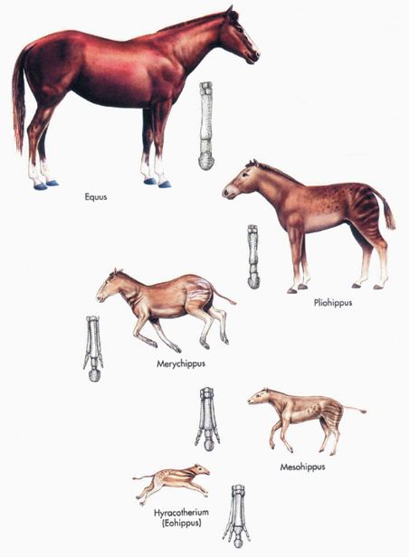series of horses