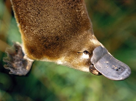 A platypus