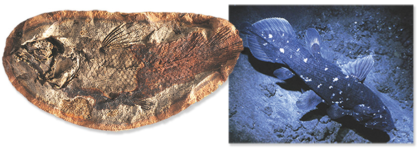  Fosil Canli Coelacanth