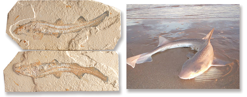  Fosil Canli Köpek Balığı