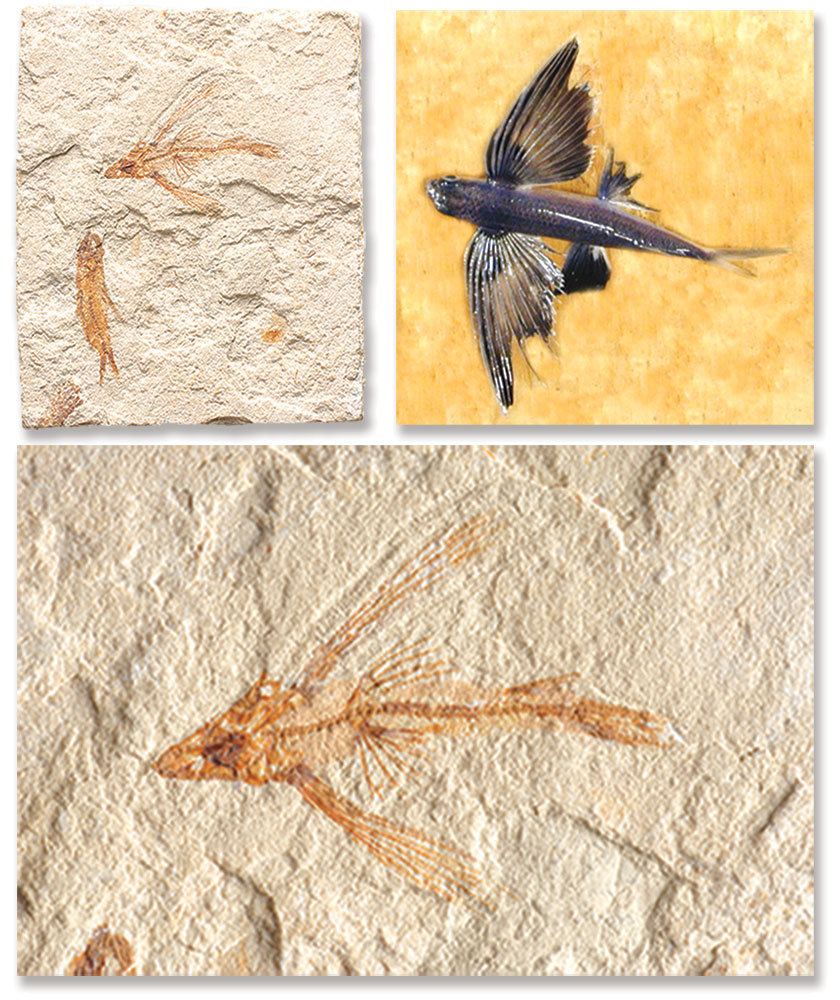  Fosil Canli Uçan Balık
