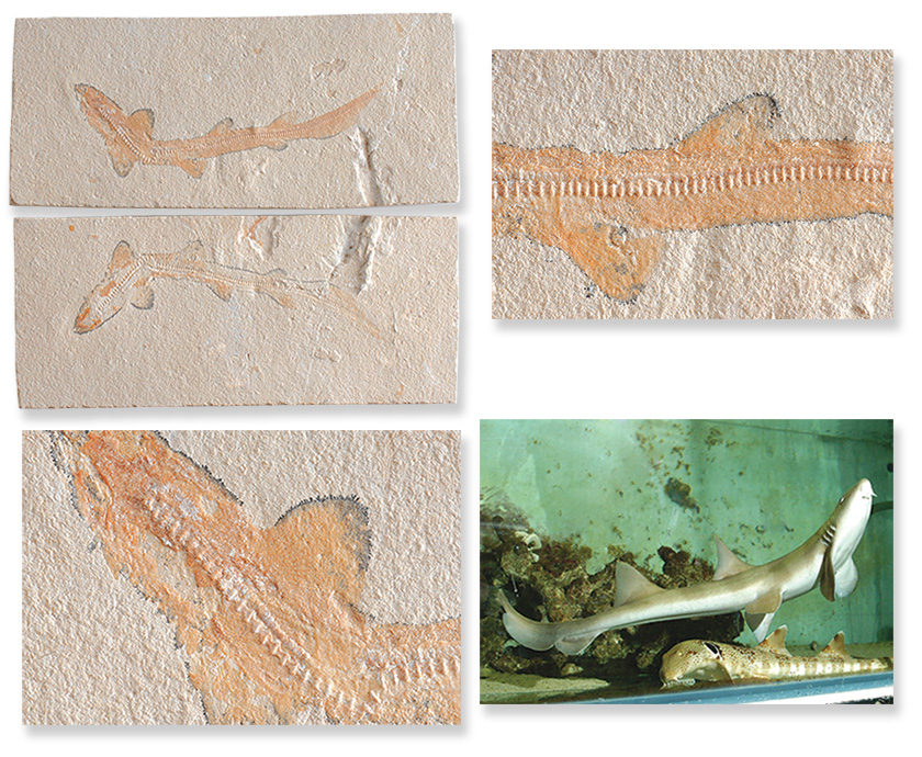  Fosil Canli Kedi Balığı