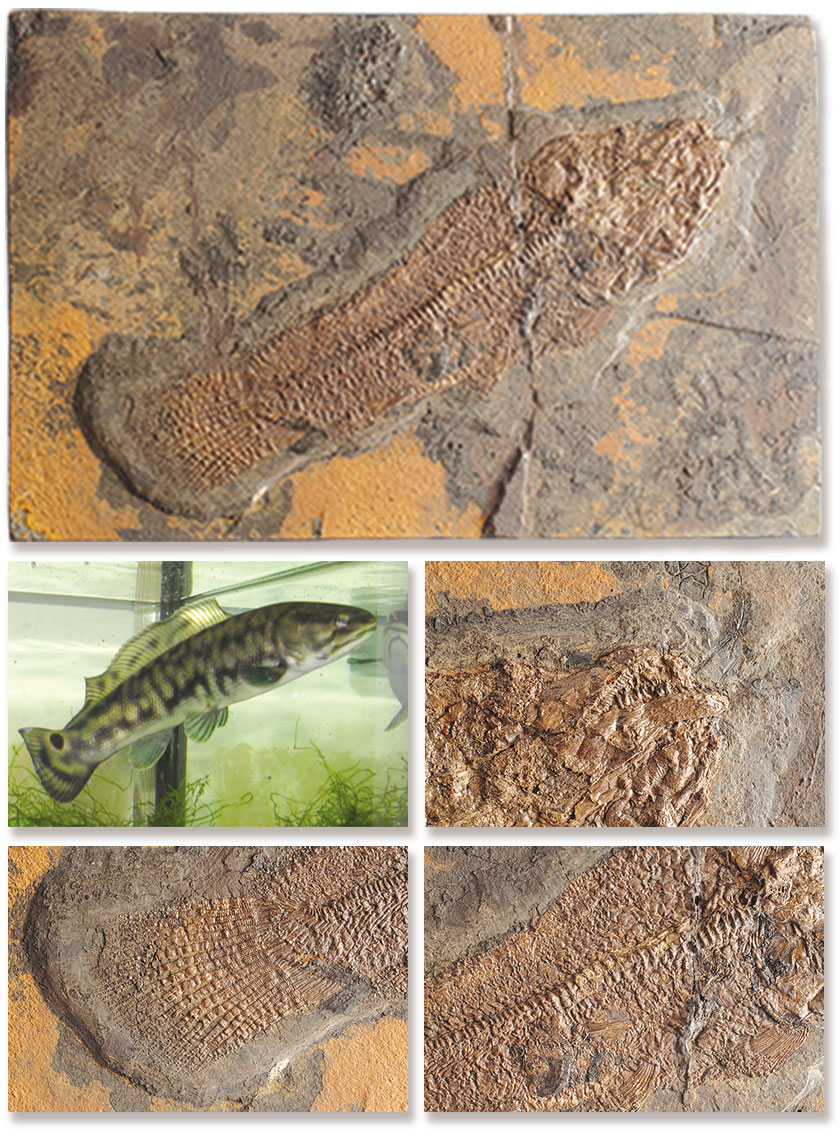  Fosil Canli Çamur Balığı