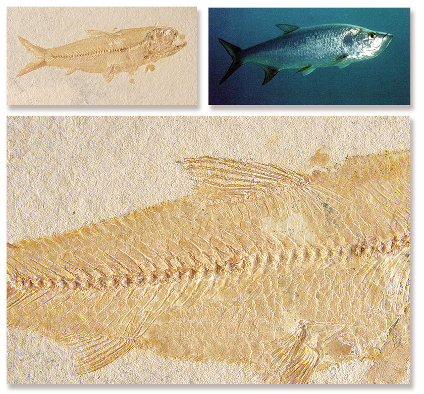  Fosil Canli Albulidae (Kılçıklı Balık)