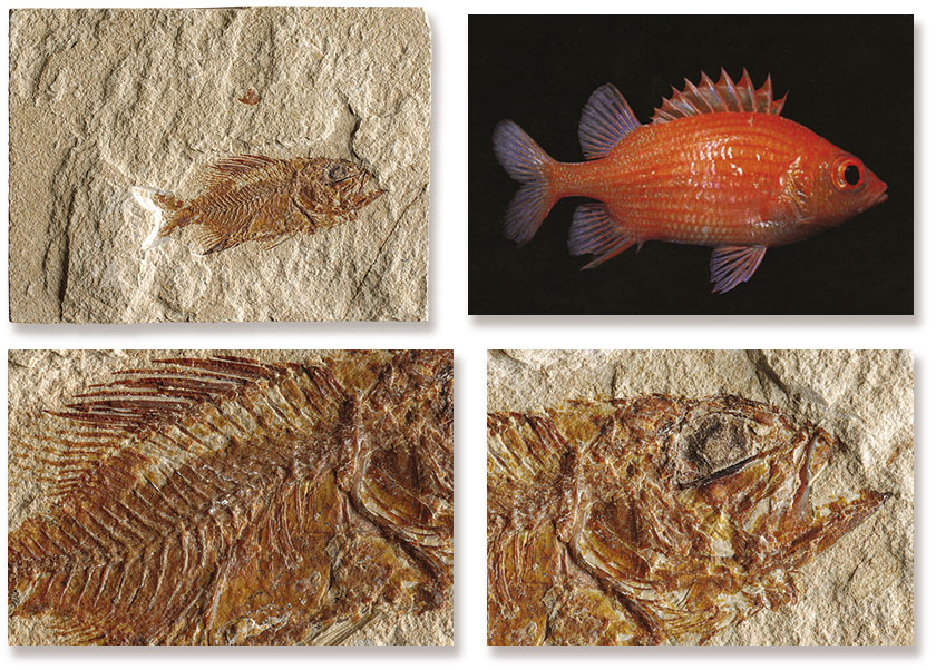  Fosil Canli Asker Balığı