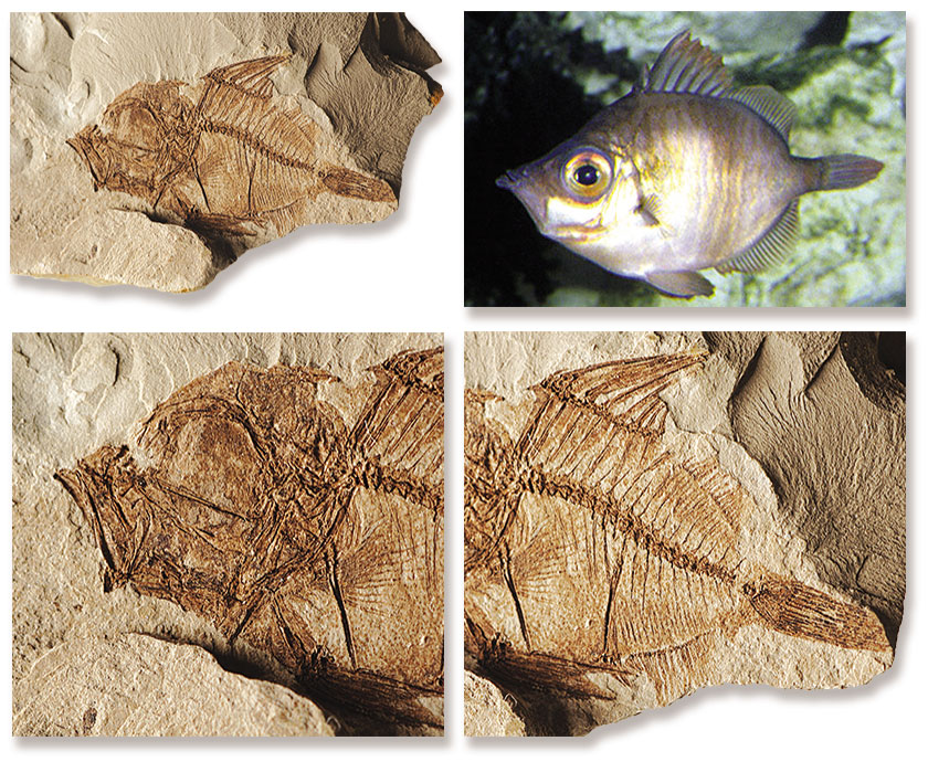  Fosil Canli Capros (Peri Balığı)