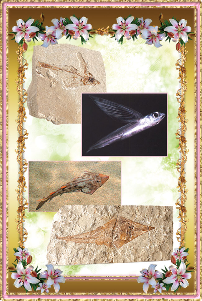 Uçan balık, fosiller