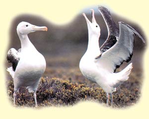 albatros, evrim