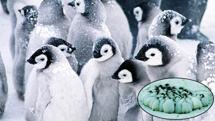 penguen yavruları