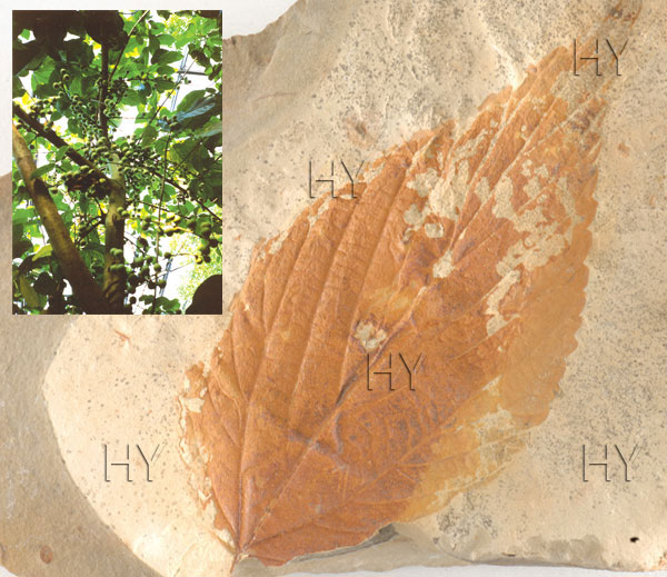 incir yaprağı fosili