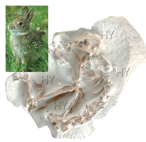 tavşan fosili