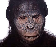 Australopithecus