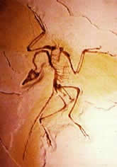 Archaeopteryx